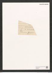 Diatomeae indet. (de-Toni-Nr.: Genus 611) Zeichnungen Sammlung Grunow (NHMW-BOT-W0368462)